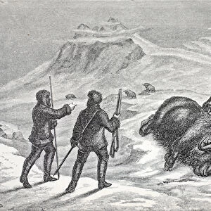 Death of the Musk Ox, pub. London 1874 (woodcut)
