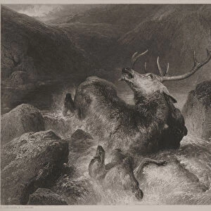Death of the Stag, engraved by John Cousen (1804-80), 1851 (steel engraving)
