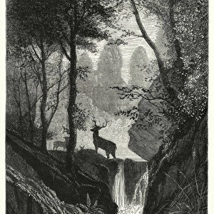 Deer in forest (engraving)