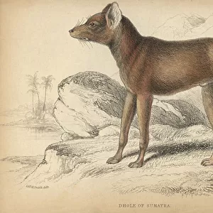 Dhole or Cuon, Wild Asian Dog - Lithograph by William Lizars, illustration by Charles Hamilton Smith, from " Naturalist Library: Canides", 1839 - Sumatran dhole, Cuon alpinus sumatrensis