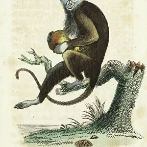 Diana Monkey