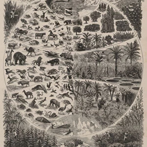 Distribution of flora and fauna across the world (engraving)
