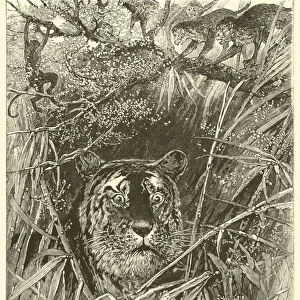 "Disturbed in his afternoons sleep by chattering monkeys"(engraving)