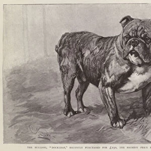 Dockleaf, the most expensive bulldog ever at the time of its purchase in 1892 (litho)