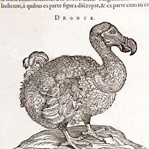 Dodo or Dronte. Bird disappeared - in "De Indiae utriusque re naturali et