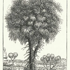 Doum Palm (Hyphaene thebaica) (engraving)
