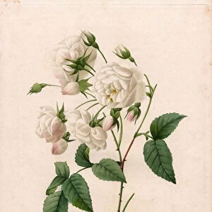 Duchess d Orleans rose, Rosa gallica variety. Handcoloured stipple copperplate engraving from Pierre Joseph Redoutes "Les Roses, "Paris, 1828. Redoute was botanical artist to Marie Antoinette and Empress Josephine