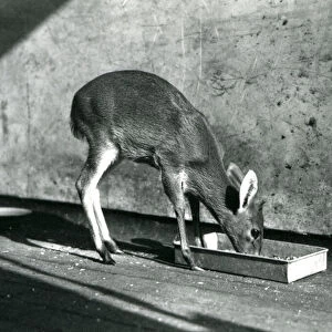 A Duiker feeding from a tray on the ground, London Zoo, July 1925 (b / w photo)