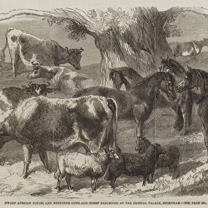 Dwarf African Ponies and Bretonne Cows and Sheep exhibited at the Crystal Palace, Sydenham (engraving)