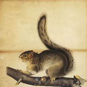 Eastern Grey Squirrel in Full Winter Coat, c. 1840s (pen and black ink