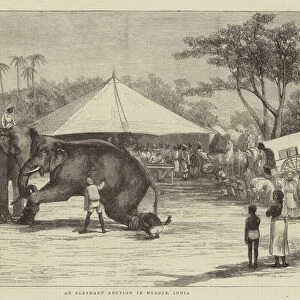 An Elephant Auction in Mysore, India (engraving)