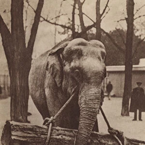 Elephant carrying a log with its trunk (b / w photo)