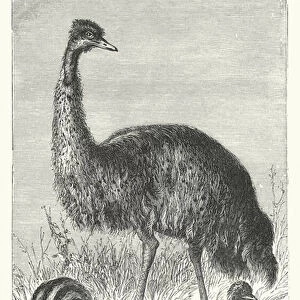 The Emu, or Australian Cassowary (engraving)