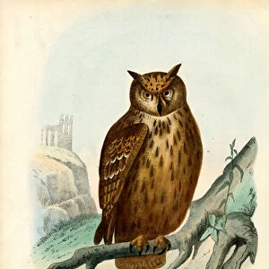 Eurasian Eagle Owl, 1863-79 (colour litho)