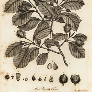 European beech or common beech, Fagus sylvatica. 1776 (engraving)