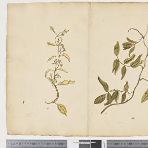 F. 31 Tylophora biglandolusa;Melodinus apoconaceae, c. 1790-95 (ink & w / c on paper)