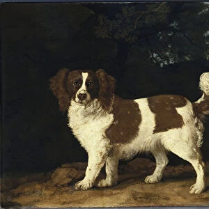 Fanny, the Favourite Spaniel of Mrs. Musters, Standing in a Wooded Landscape