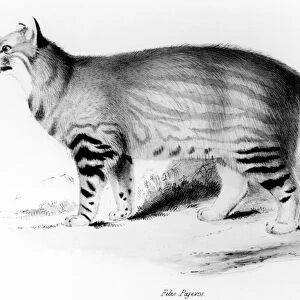 Felis Pajeros, plate 9 from Zoology of the Voyage of the Beagle: Mammals