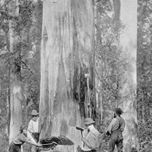 Felling a Blue-Gum Tree in Huon Forest, Tasmania, c