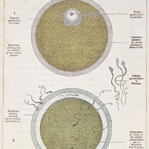 The Fertilisation of a Human Egg, from La Creation Naturelle et les Etres
