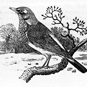 The Fieldfare, illustration from A History of British Birds by Thomas Bewick
