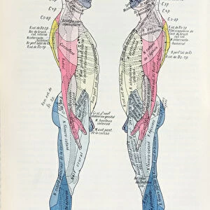 Fig. 381 & 382 The nervous system, from Semiologie des Affections du System