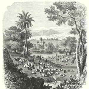 Flocks and Herds of the Simeonites in the Valley of Gedor (engraving)