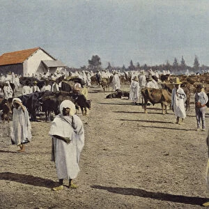 Foire Du Betail A Sidi-Bel-Abbes (colour photo)