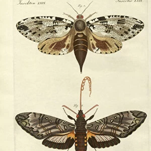 Foreign moths (coloured engraving)