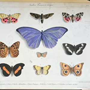 French and foreign butterflies, engraved by Villain, c. 1830-40 (colour litho)