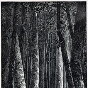 French Guiana Forest, drawing by Riou, "Le Tour du Monde", 2nd sem. 1879