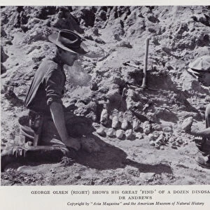 George Olsen (right) shows his great find of a dozen dinosaur eggs to Dr Andrews (b / w photo)