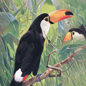 Giant Toucan, from Wildlife of the World published by Frederick Warne & Co, c