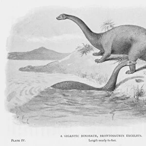 A Gigantic Dinosaur, Brontosaurus Excelsus (litho)