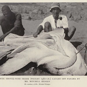 Gigantic shovel-nose shark, weight 1460 lb, caught off Panama by Mr Mitchell Hedges (b / w photo)