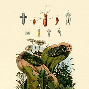 Grasshoppers, 1833-39 (coloured engraving)