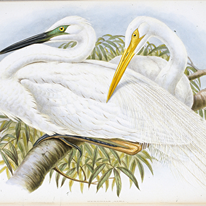 Great White Egret (Herodias Alba) (hand-coloured litho)
