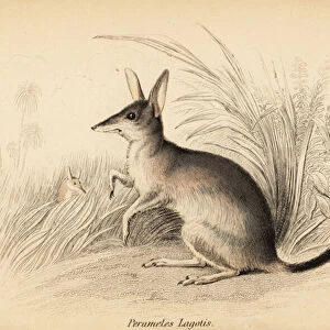 Greater bilby, Macrotis lagotis. Endangered. 1841 (engraving)
