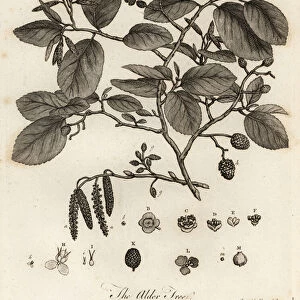 Grey alder or speckled alder, Alnus incana. 1776 (engraving)
