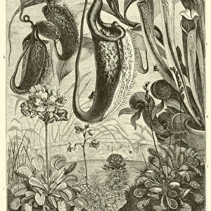 A Group of Flesh-feeding Plants (engraving)
