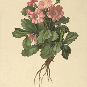 Hairy Primrose (Primula hirsuta) (colour litho)