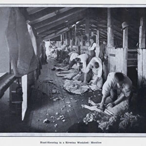 Hand-Shearing in a Riverina Woolshed, Merribee (b / w photo)