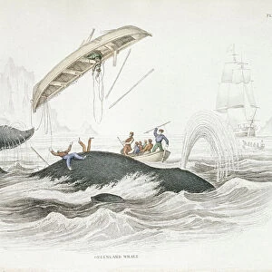 Harpooning a Greenland Whale which has tossed one of the attacking boats. From William Jardine The Naturlist's Library: On the Ordinary Cetacea, Edinburgh, 1837. Hand-coloured engraving