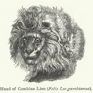 Head of Gambian Lion (Felis Leo gambianus) (engraving)