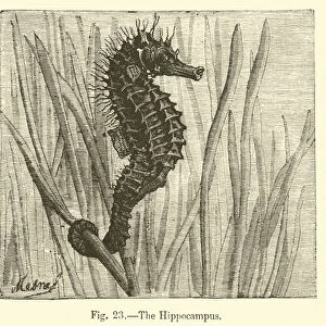 The Hippocampus (engraving)