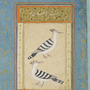 Hoopoes, c. 1590 (opaque w / c & gold on paper)