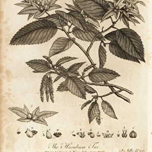 Hornbeam tree, Carpinus betulus. 1776 (engraving)