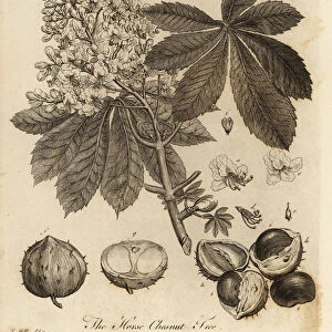 Horse chestnut, Aesculus hippocastanum. 1776 (engraving)