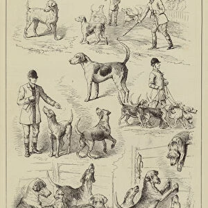 The Hound Show at Peterborough (engraving)