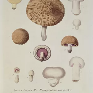 Hypophyllum campestre or the field mushroom, plate 130 from
